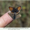 lycaena tityrus copula daghestan1